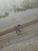 蜂の巣を取ったが、